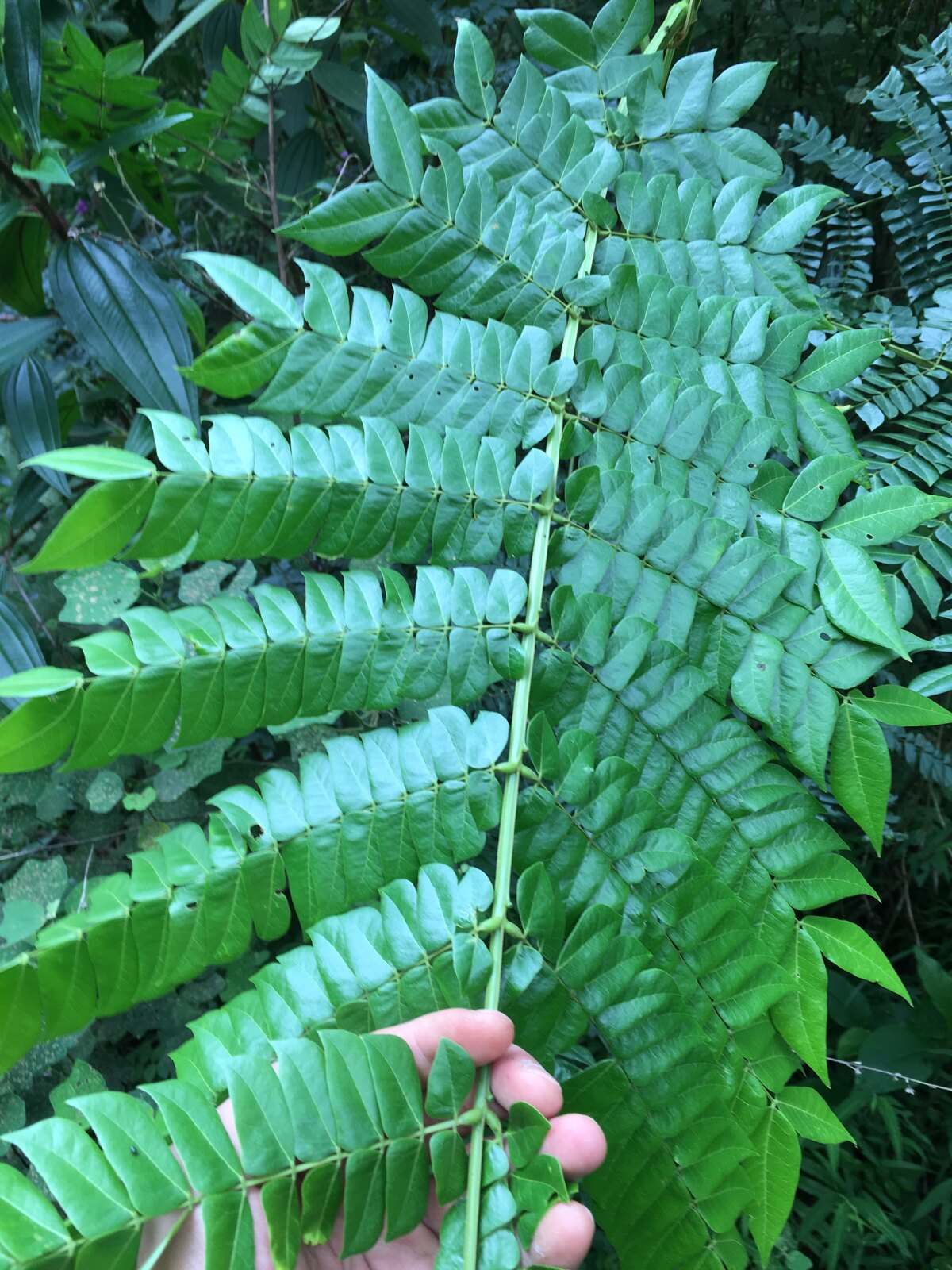 野生新鲜猴耳环围涎树婆劈树鸡心树洗头树 落地金钱 一斤枝叶包邮