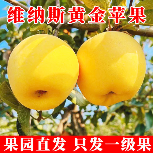 正宗山东维纳斯黄金苹果纯甜！