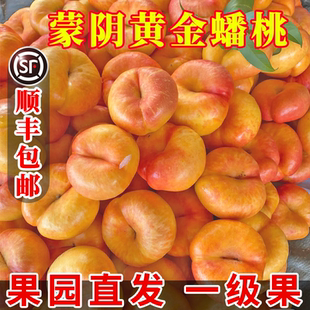新鲜水果黄金油蟠桃蒙阴当季整箱油蟠桃大果脆桃扁桃蟠桃孕妇桃子