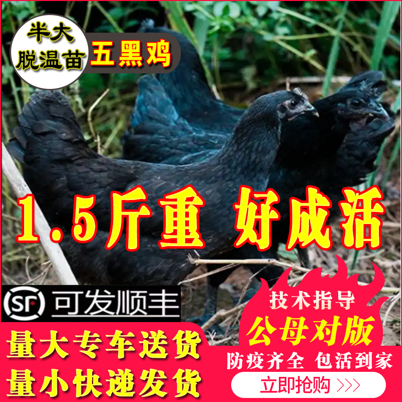 纯种五黑鸡小鸡活苗绿壳蛋鸡活苗