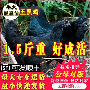 鸡活苗纯种五黑鸡活苗五黑一绿鸡脱温苗小鸡仔绿壳蛋鸡活体乌骨鸡