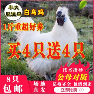 小鸡活苗一斤半斤白凤乌鸡活苗乌骨鸡活苗泰和乌鸡苗半大鸡脱温苗