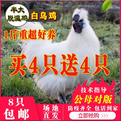 纯种乌鸡半斤一斤小鸡活苗脱温鸡