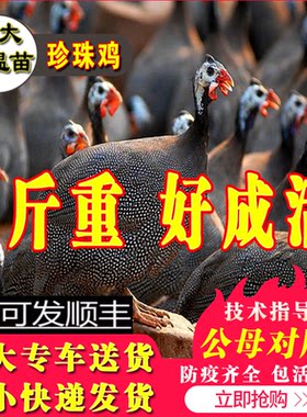 珍珠鸡苗小鸡活苗半大脱温鸡包邮