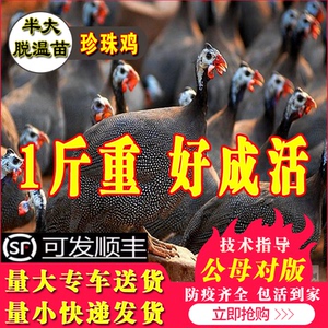 珍珠鸡苗小鸡活苗半大脱温鸡包邮
