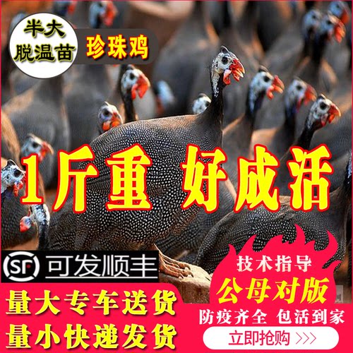 珍珠鸡苗小鸡活苗半大脱温鸡包邮