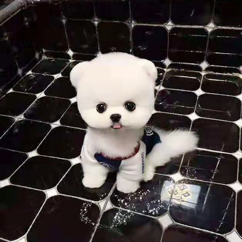 比熊幼犬博美小狗活物茶杯犬小型泰迪真狗可爱长不大宠物狗活体g