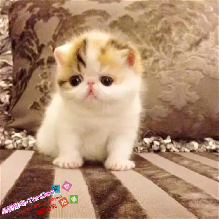 出售宠物小猫咪加菲猫活体幼猫纯种异国短毛猫正三花加菲幼猫母y