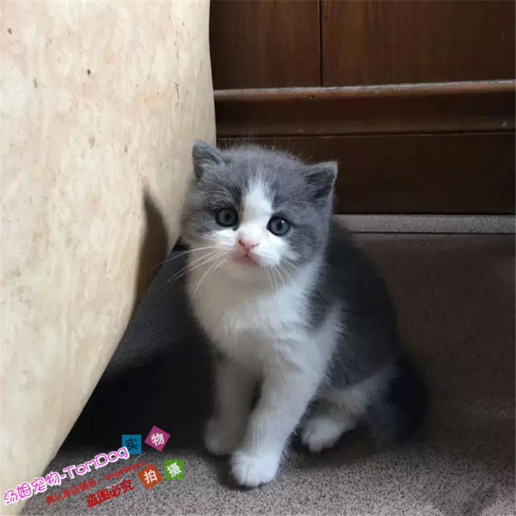 出售英短蓝白宠物猫英国短毛猫幼猫英短活体幼猫正八字五粉包邮g,宠物/宠物食品及用品,猫咪,淘宝优惠券,粉丝福利购,淘宝优惠卷