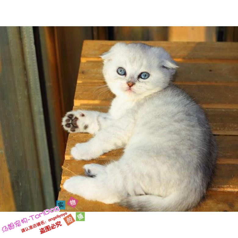 家养英短银渐层英国短毛猫折耳猫宠物猫折耳猫活体纯种幼猫出售y