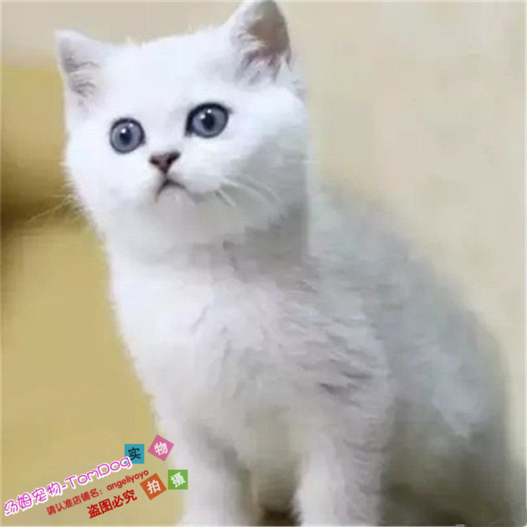 赛级英短银渐层英国短毛猫家养活体幼猫宠物猫绿眼渐层猫纯种g,宠物/宠物食品及用品,猫咪,淘宝优惠券,粉丝福利购,淘宝优惠卷