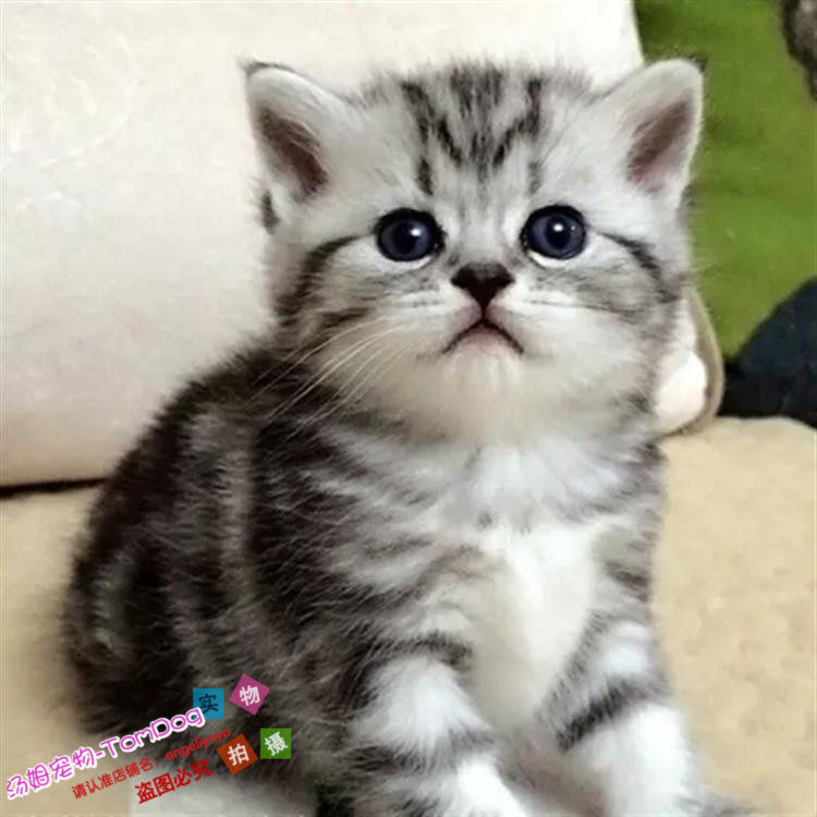 美短加白起司猫美国短毛猫纯种家养美短银虎斑幼猫活体宠物猫o