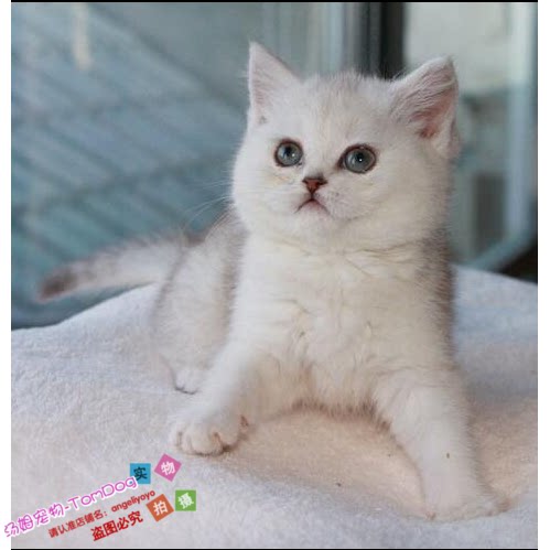 银色渐层英国短毛猫纯种银色渐层苏格兰折耳猫立耳猫活体宠物e