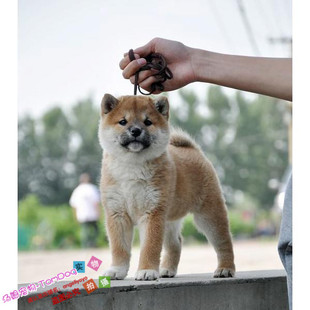 纯种日本柴犬狗狗豆柴可爱活泼日系柴犬幼犬活体城市家养小型犬g