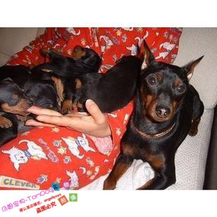 家养赛级活体守护神家养杜宾幼犬宠物活体狗狗杜宾犬大型犬g