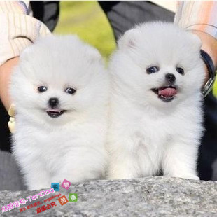 出售纯种迷你犬袖珍犬长不大雪白博美幼犬活体宠物狗狗俊介犬g