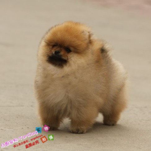 黄色博美犬幼犬活体纯种博美宠物狗狗家养小型犬长不大茶杯狗狗g,宠物/宠物食品及用品,狗狗,淘宝优惠券,粉丝福利购,淘宝优惠卷