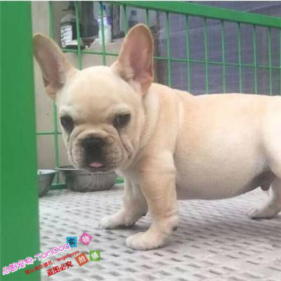 纯种活体法国斗牛犬法斗法牛活体赛级幼犬宠物狗狗出售16g,宠物/宠物食品及用品,狗狗,淘宝优惠券,粉丝福利购,淘宝优惠卷