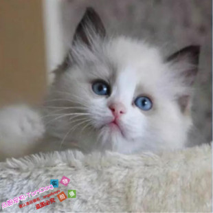 CFA猫舍出售宠物活体猫咪双色奶油色蓝眼布偶猫幼猫幼崽布偶猫g