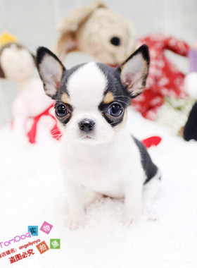 茶杯吉娃娃吉娃娃幼犬纯种吉娃娃纯苹果头吉娃娃幼犬L019g