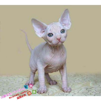 出售加拿大无毛猫幼猫活体宠物猫斯芬克斯纯种健康无毛猫可纹身g