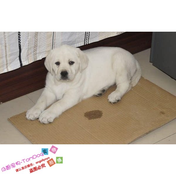 纯种拉布拉多狗狗奶白拉布拉多犬活体犬舍直销大骨量全国发货g