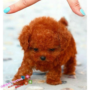 赛级红泰迪幼犬茶杯长不大的泰迪狗玩具型迷你赛级灰色贵宾7g