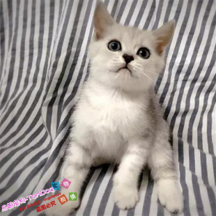 银渐层英国短毛猫纯种英短活体宠物小猫咪公猫幼猫绿眼银色渐层y