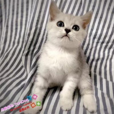 纯种活体银色渐层英国短毛猫