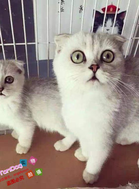 活体英短渐层苏格兰折耳猫