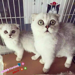 苏格兰折耳猫渐层猫宠物猫咪活体折耳猫银渐层幼猫英短渐层幼猫y