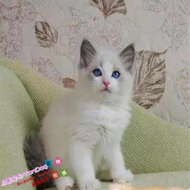 出售活体宠物猫双色奶油色布偶海豹色蓝眼布偶猫幼猫幼崽布偶猫g,宠物/宠物食品及用品,猫咪,淘宝优惠券,粉丝福利购,淘宝优惠卷