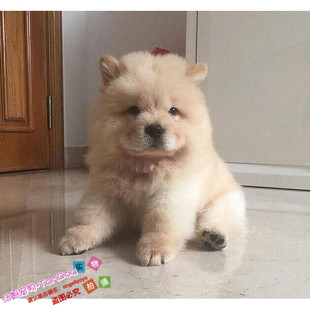 白色纯种松狮幼犬活体家养宠物狗狗支持支付宝驱虫疫苗已做g