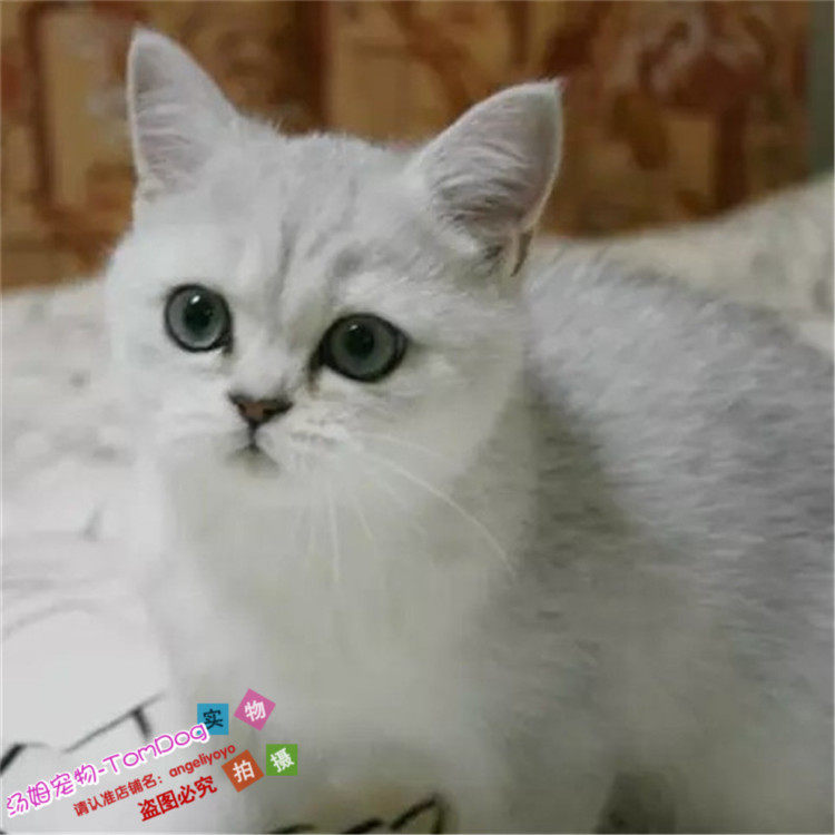 出售纯种银渐层猫宠物幼猫英国短毛猫英短银渐层立耳活体猫咪g