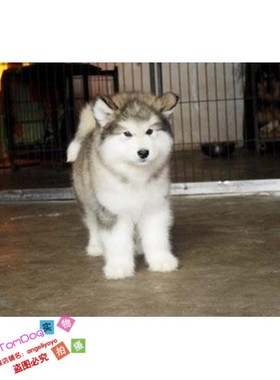 纯种活体巨型阿拉斯加雪橇犬幼犬烟灰色桃脸熊版巨大阿拉斯加37g