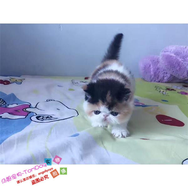 家养出售纯种加菲猫宠物猫咪异国短毛猫幼猫赛级活体三花妹妹g
