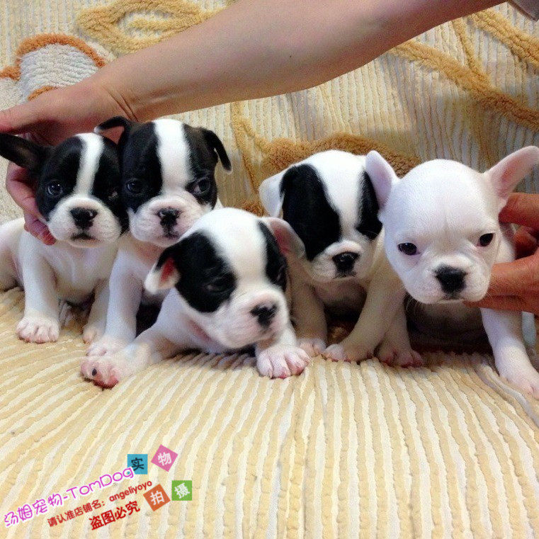 直销纯种法国斗牛犬幼犬小法斗宠物狗狗斗牛犬黑白对花g,宠物/宠物食品及用品,狗狗,淘宝优惠券,粉丝福利购,淘宝优惠卷