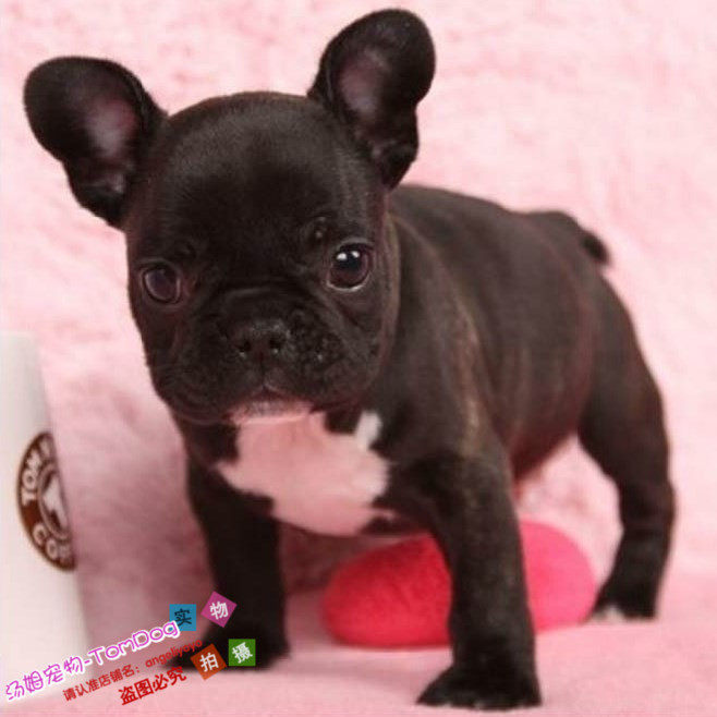 包邮赛级法国斗牛犬纯黑色法斗幼犬活体宠物狗双血统带出生纸g,宠物/宠物食品及用品,狗狗,淘宝优惠券,粉丝福利购,淘宝优惠卷