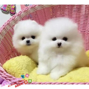 纯种家养博美幼犬长不大袖珍犬宠物狗狗可上门挑包终生售后gg