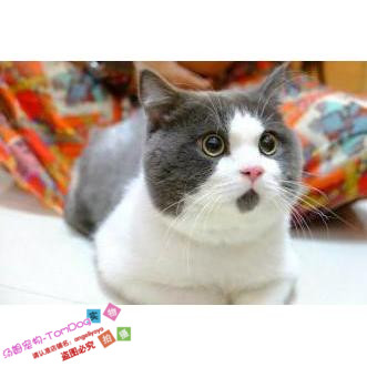宠物猫活体蓝猫家养折耳猫波斯猫加菲猫布偶猫暹罗猫幼猫