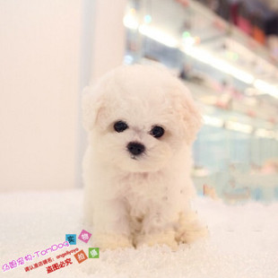 出售宠物狗狗纯种法国卷毛比熊犬幼犬活体迷你小体型比熊幼犬g