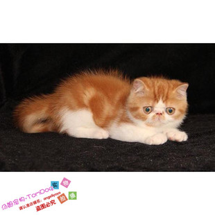 幼猫活体红白妹妹g 家养纯种短毛 异国短毛猫 加菲猫宠物猫咪