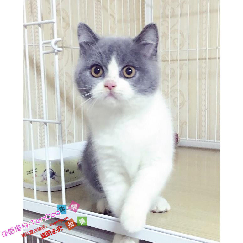 赛级蓝白宠物活体蓝白猫英短蓝白猫活体幼猫纯种英国短毛猫蓝白g,宠物/宠物食品及用品,猫咪,淘宝优惠券,粉丝福利购,淘宝优惠卷
