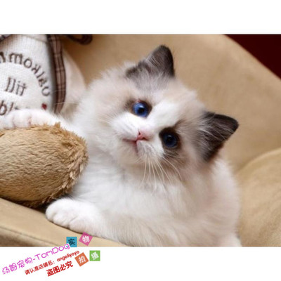 活体出售海豹双色美国布偶猫