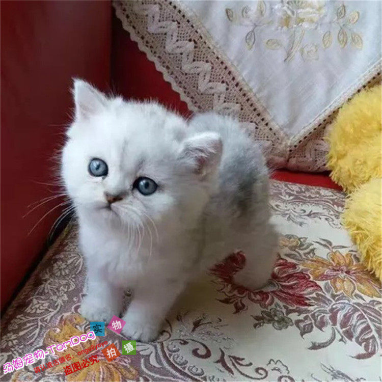 CFA猫舍出售英国短毛猫英短银渐层活体幼猫纯种宠物猫渐层猫咪g
