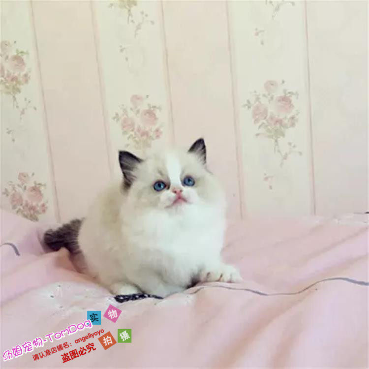猫舍出售布偶猫宠物猫活体海豹双色布偶猫幼猫幼崽支持支付宝o