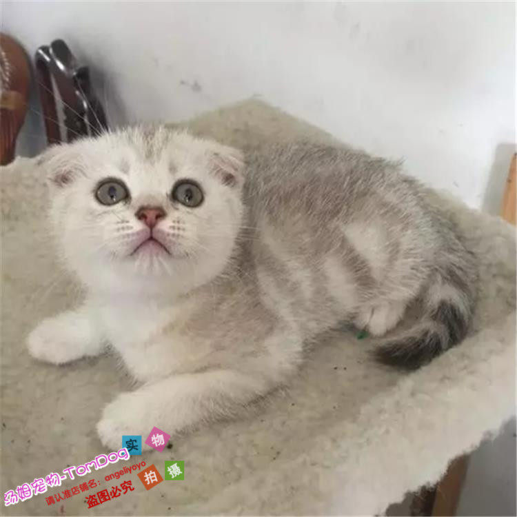 宠物猫活体折耳猫英国短毛猫纯种家养银渐层立耳折耳幼猫幼崽g,宠物/宠物食品及用品,猫咪,淘宝优惠券,粉丝福利购,淘宝优惠卷