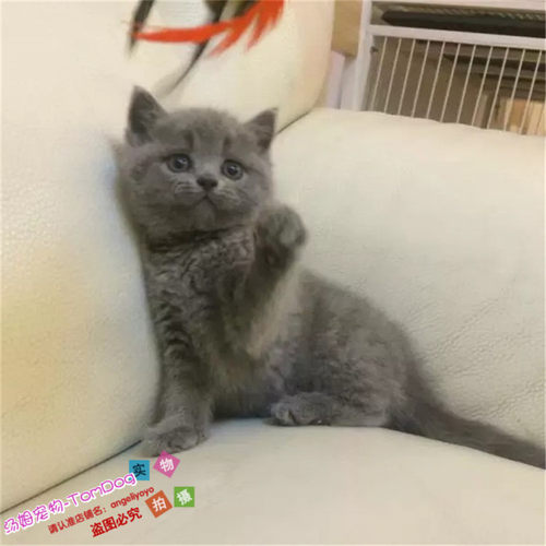 出售幼崽活体纯种英短蓝猫