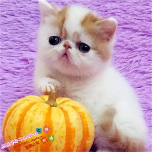 赛级加菲猫幼猫活体纯种异国短毛猫宠物小猫咪波斯猫暹罗布偶猫g