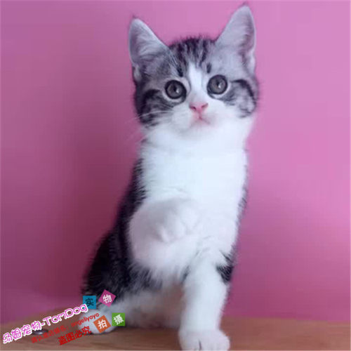 出售活体纯种美国短毛猫包邮